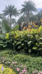 Tropical garden bed with orange flowers and palm trees at The Alice