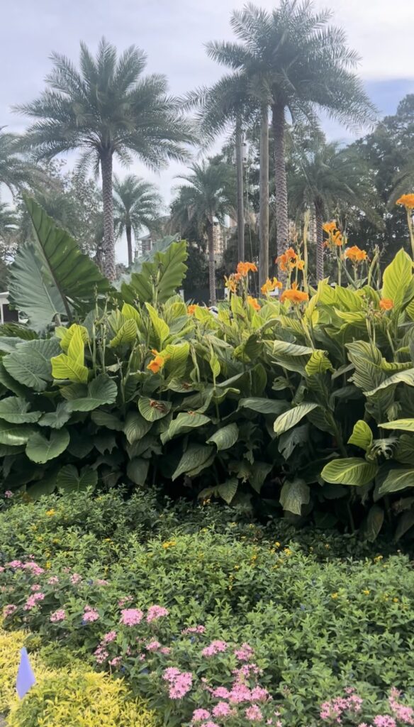 Tropical garden bed with orange flowers and palm trees at The Alice
