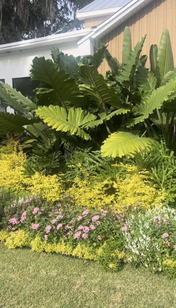 Vibrant yellow and pink flower bed against the side of a building at The Alice