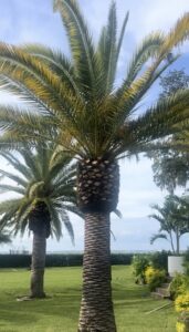 Bayfront palm trees at The Alice venue with lush lawn and water views in the background.