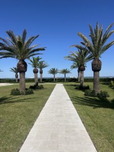 Peacock paver walkway lined by symmetrical palm trees leading to bay views at The Alice.